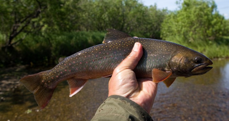 Голец (Мальма) – Salvelinus Malma
