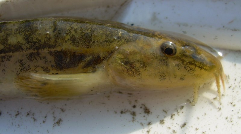Salvelinus confluentus
