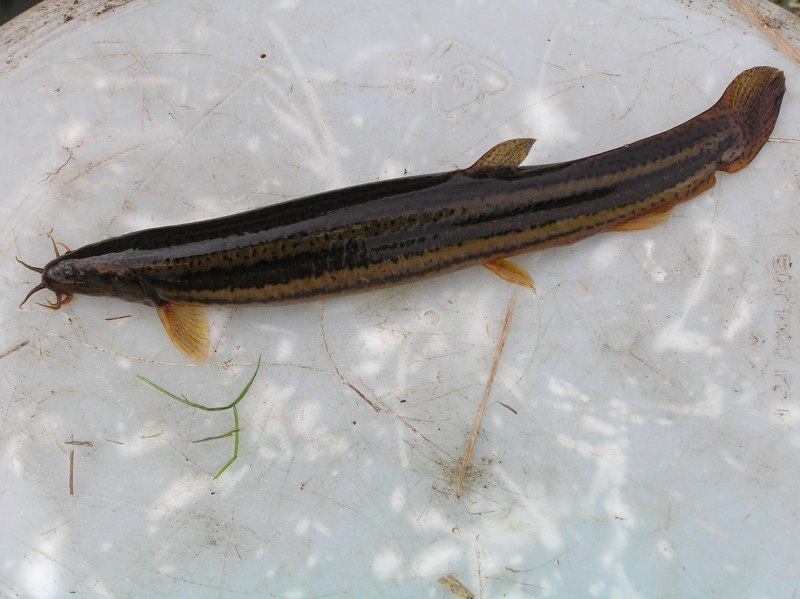 Salvelinus – гольцы