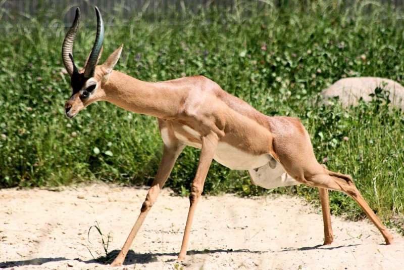 Геренук (Litocranius walleri)