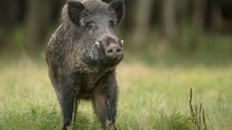 Sus scrofa Linnaeus, 1758 - кабан