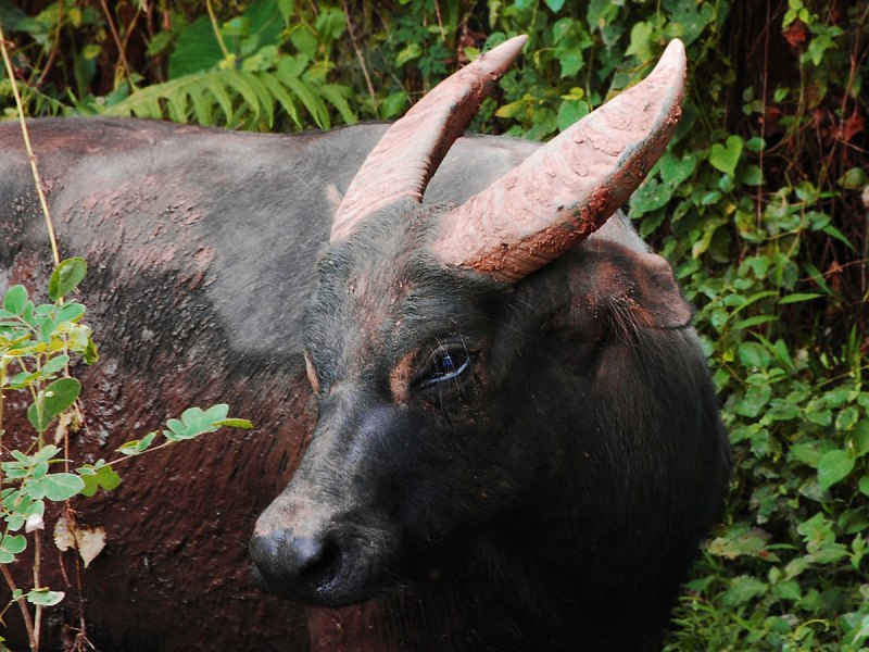 Bubalus mindorensis