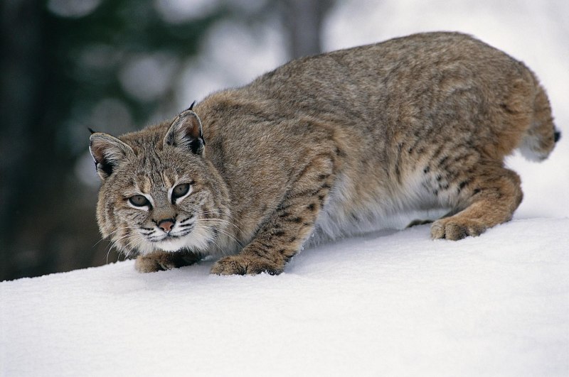 Рысь Felis Lynx l.