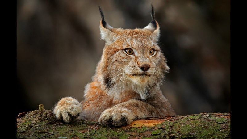 Рысь (Lynx Lynx) в дикой природе