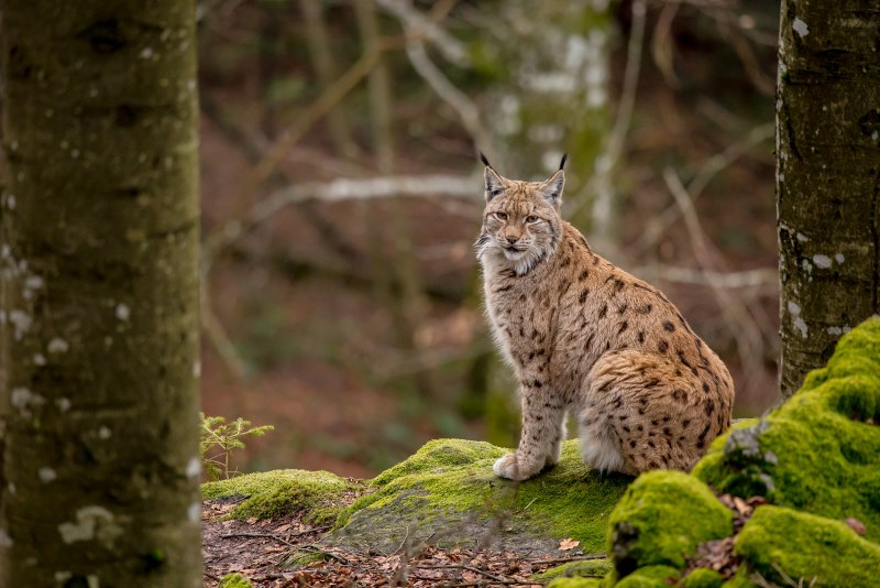Рысь — Lynx Lynx