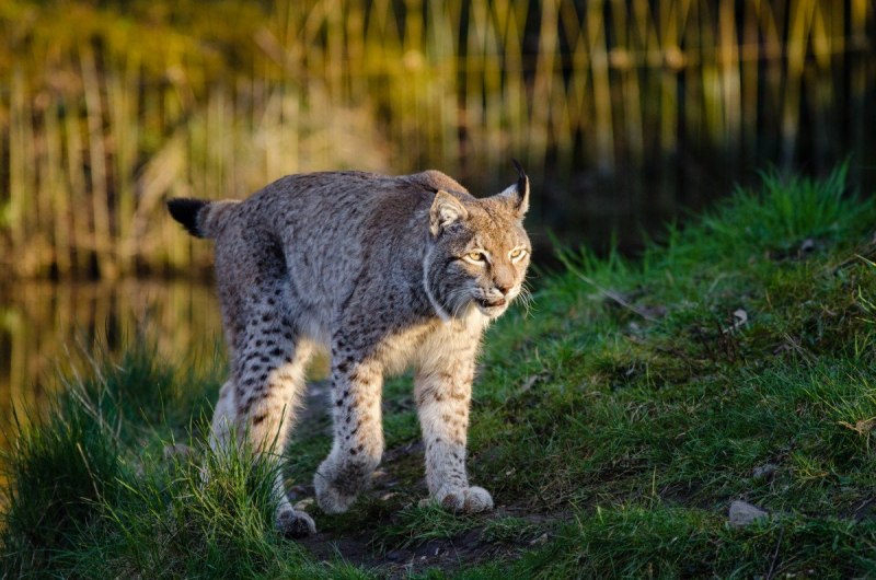 Обыкновенная Рысь Lynx Lynx