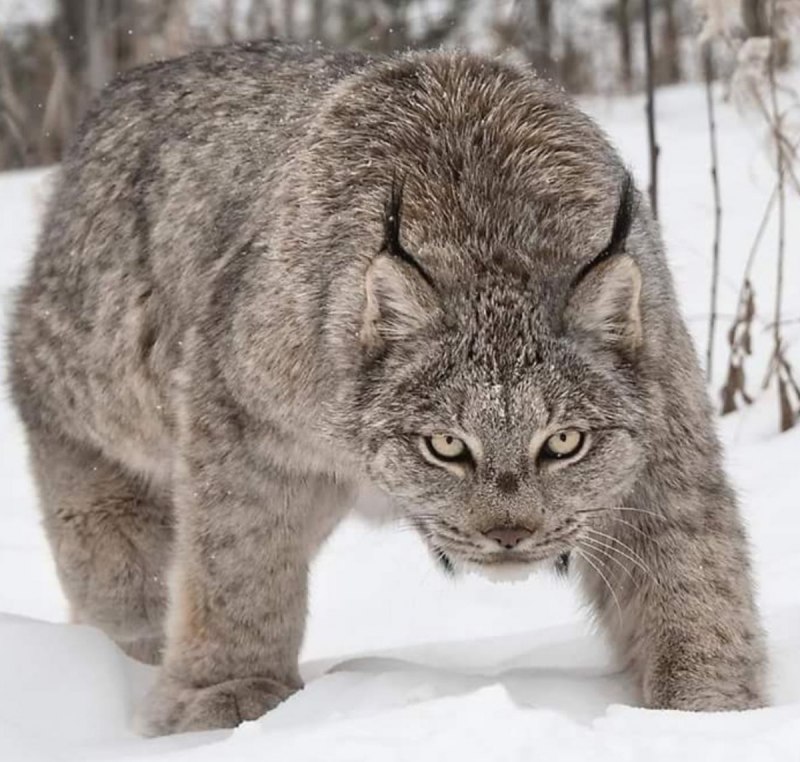 Рысь Лесная кошка