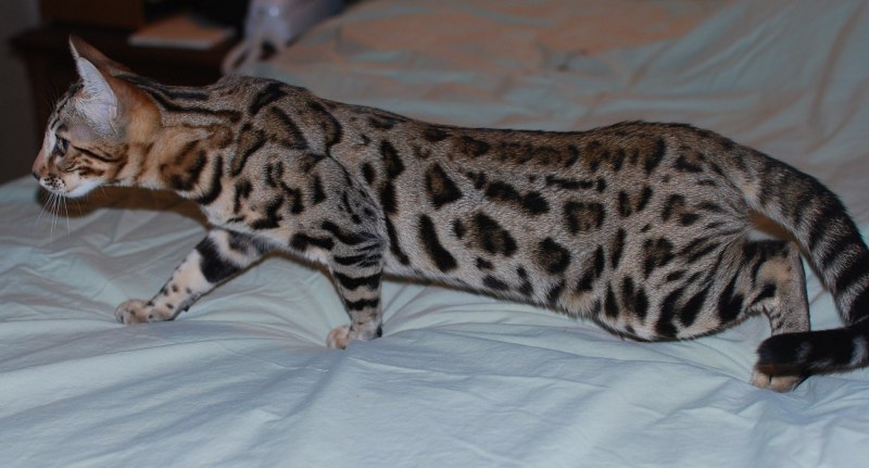 Бенгальская (Felis Silvestris catus) (Prionailurus bengalensis)
