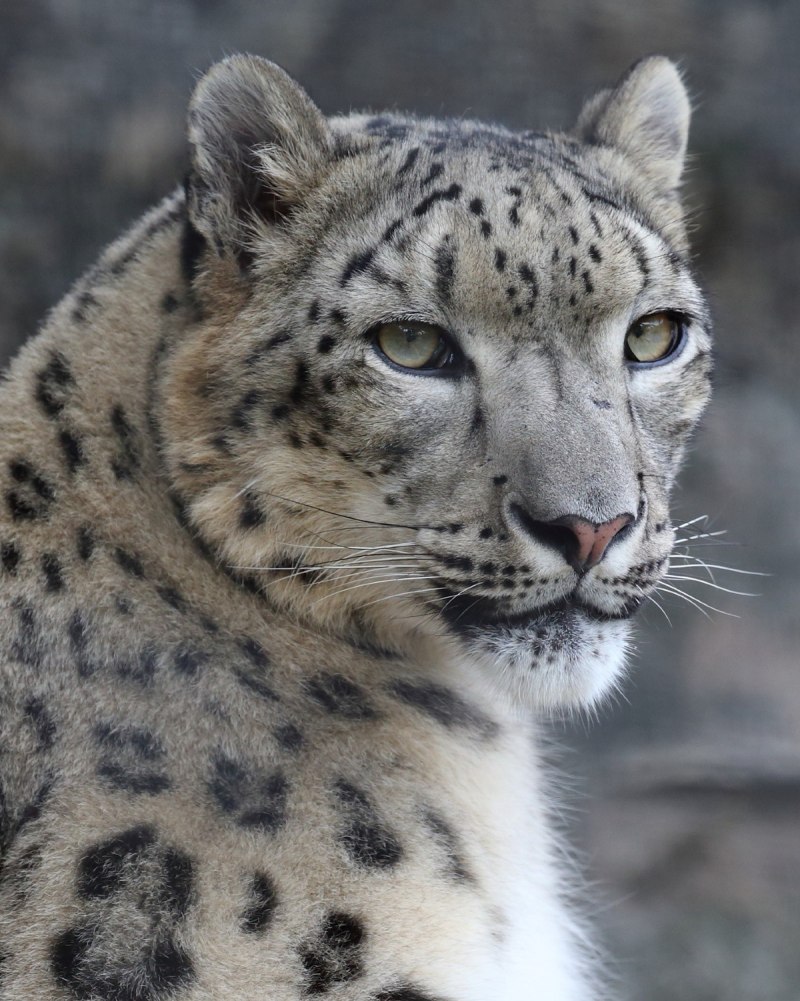 Снежная Бенгальская кошка