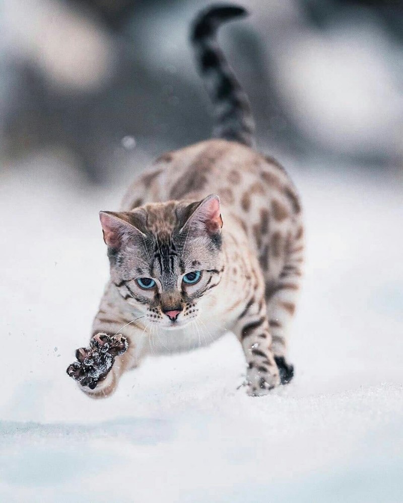 Снежный бенгал котенок