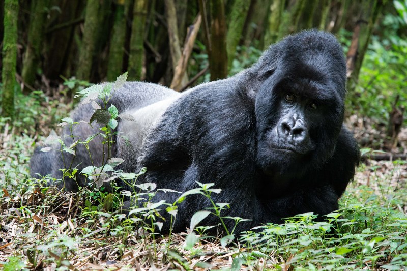Silverback Gorilla