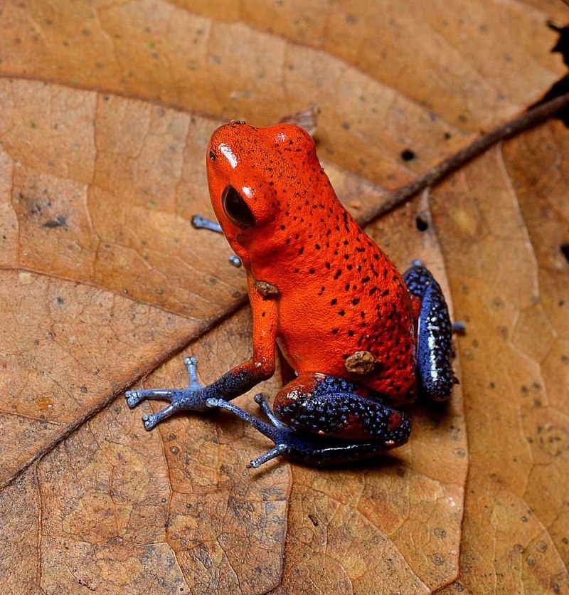 Лягушка-помидор (томатный узкорот, Dyscophus antongilii)