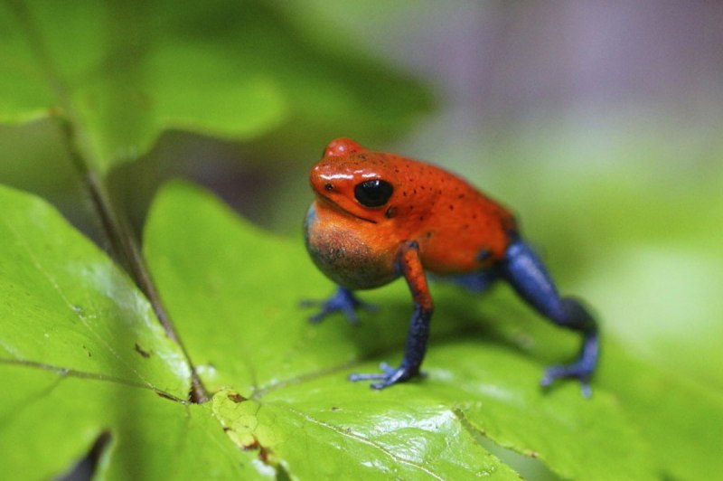 • Оранжевая жаба (Bufo PERIGLENES)