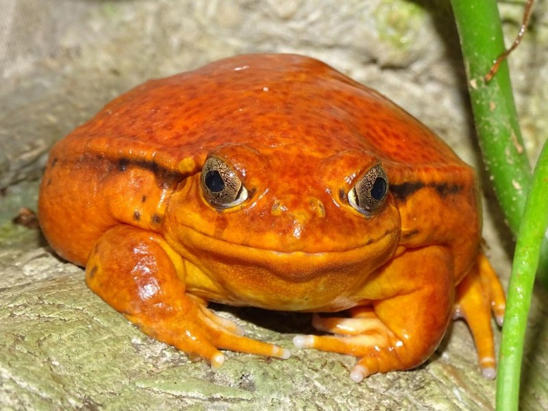 Рыжая лягушка (65 фото)