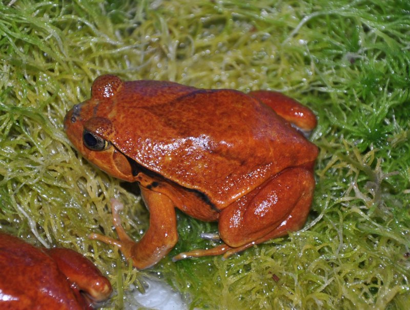 Dyscophus antongilii