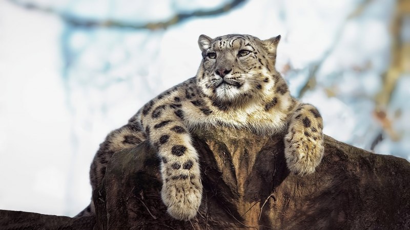 Снежный Барс Ирбис зимой