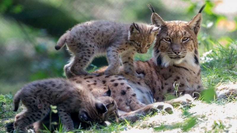 Lynx issiodorensis