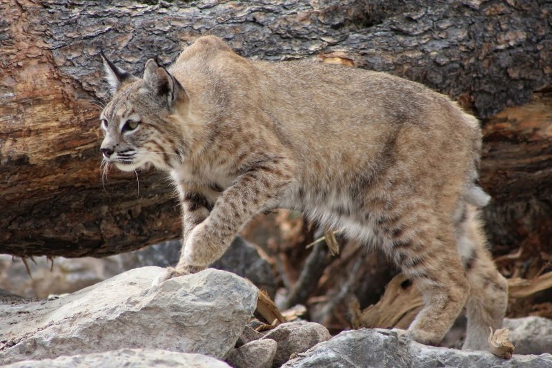 Обыкновенная Рысь Lynx Lynx