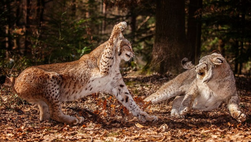 Alpen Luchs (Рысь)