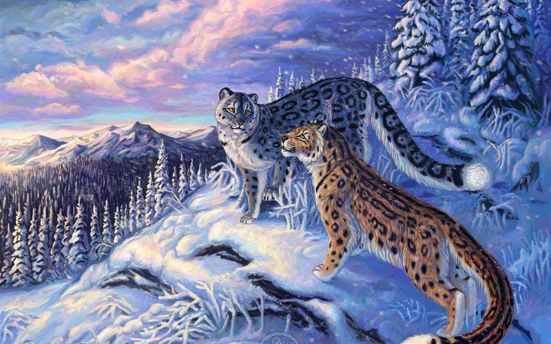 Рысь самец