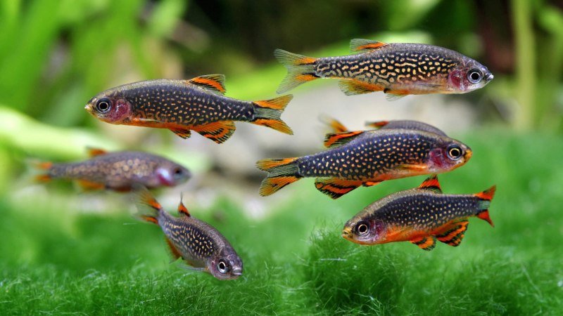 Danio margaritatus