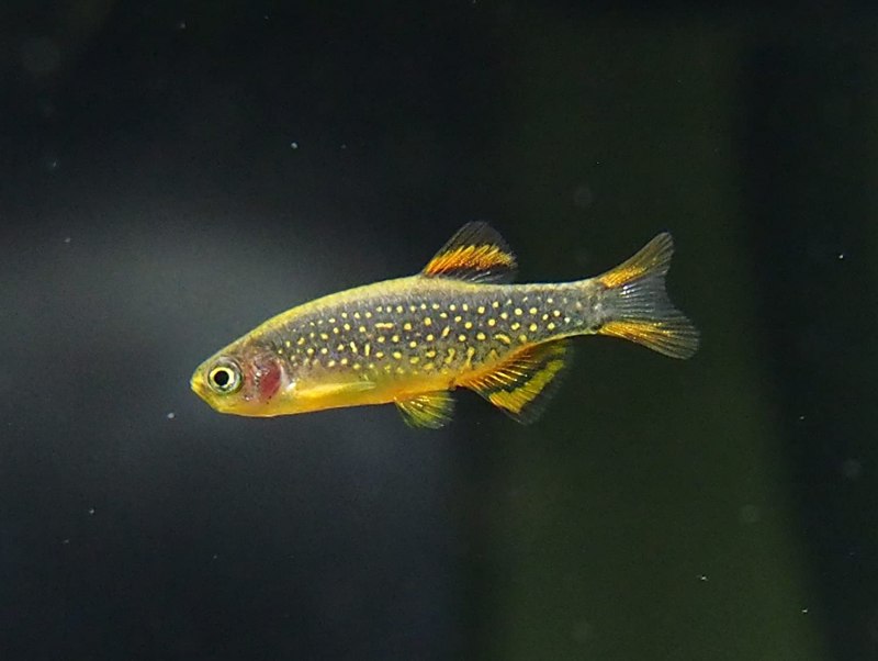Кардинал Tanichthys albonubes