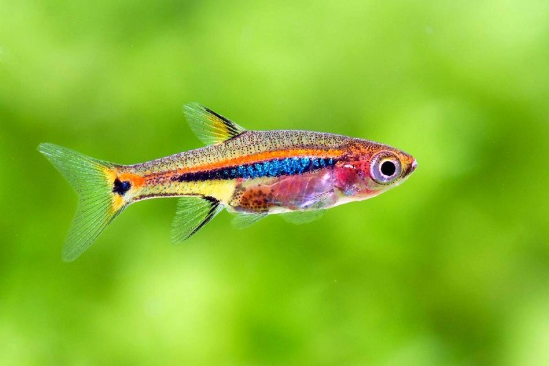 Данио светлячки (Celestichthys choprae)