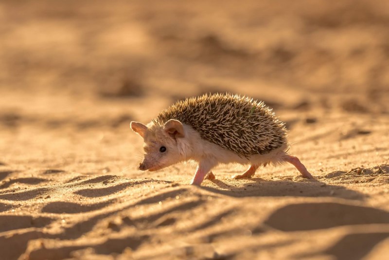 Еж Ушастый Hemiechinus auritus