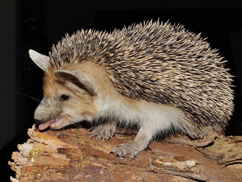 Еж Ушастый Hemiechinus auritus