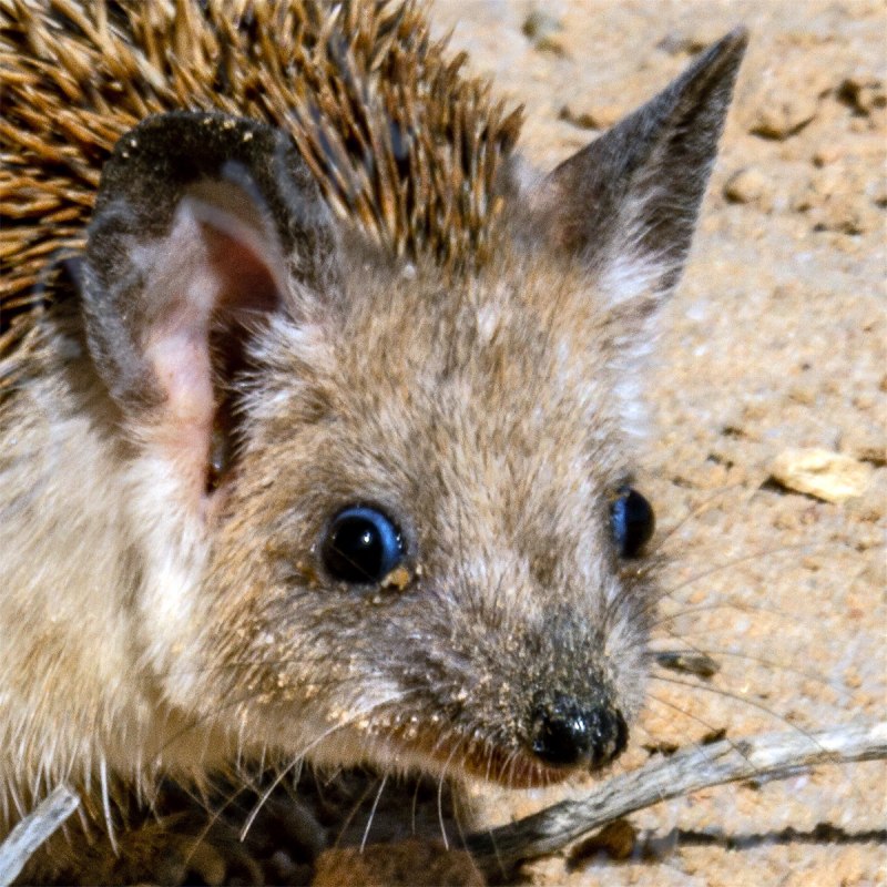 Еж Ушастый Hemiechinus auritus