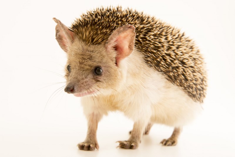 Еж Ушастый Hemiechinus auritus