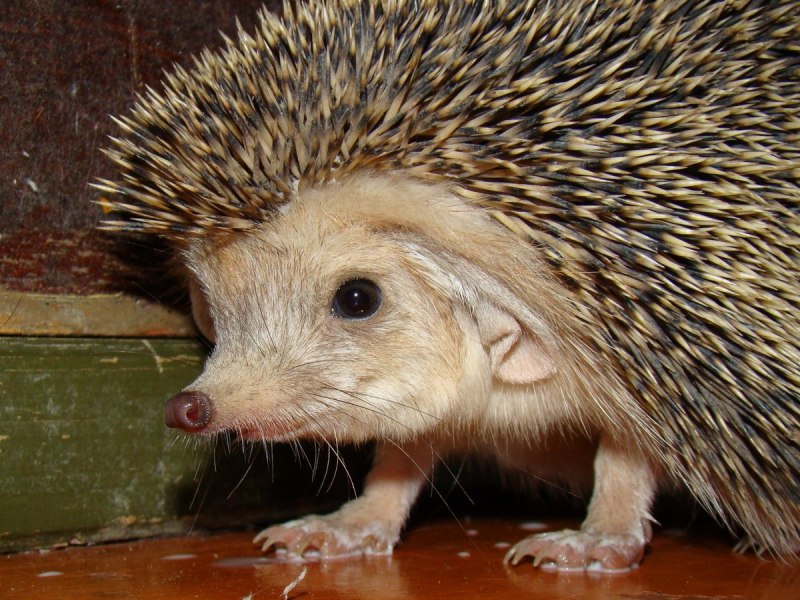 Ошейниковый ёж (Hemiechinus collaris)