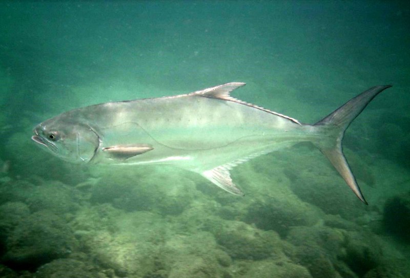 Адриатическое море рыбы моря