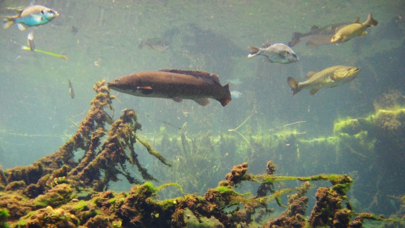 Mudfish рыба