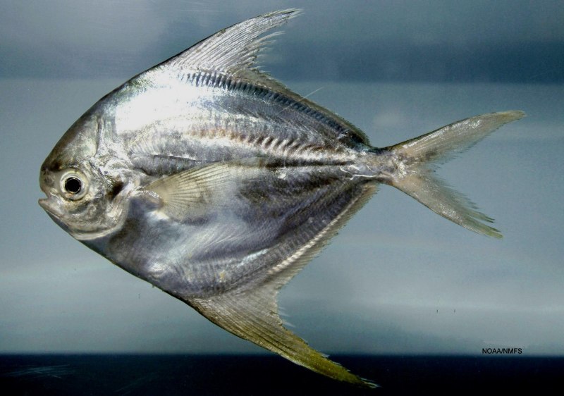 Peprilus triacanthus