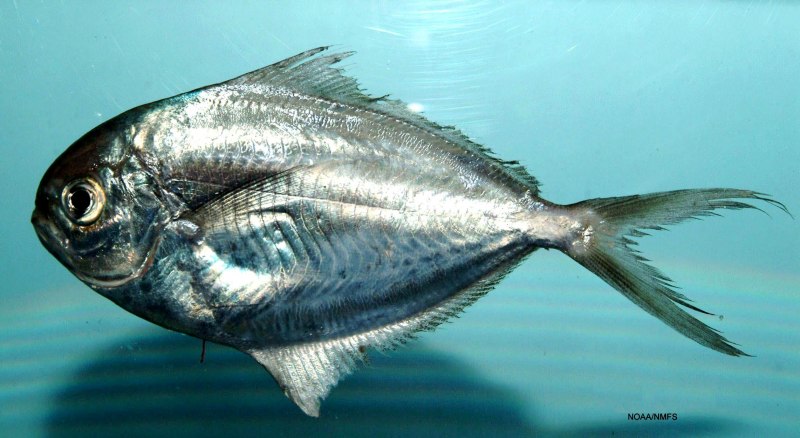 Peprilus triacanthus