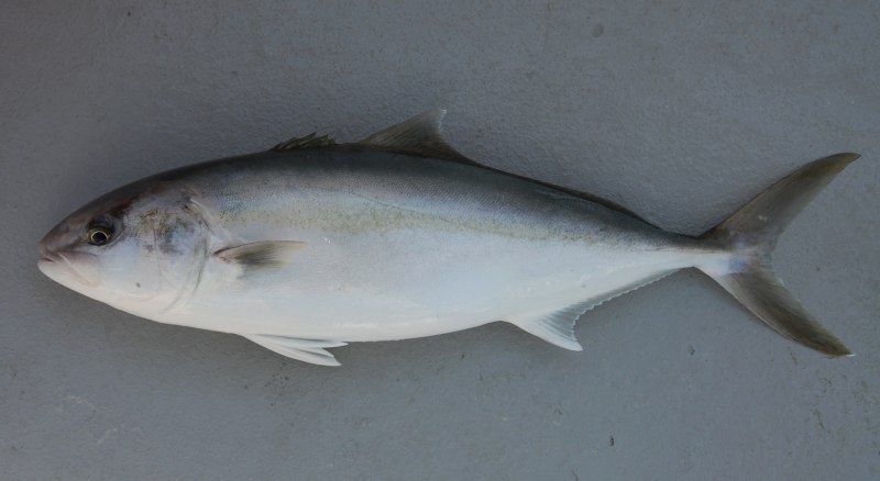 Seriola dumerili