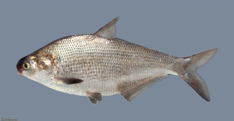 Dorosoma cepedianum