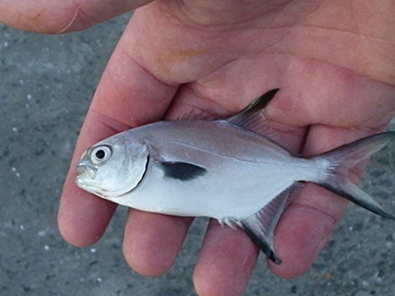 Trachinotus baillonii