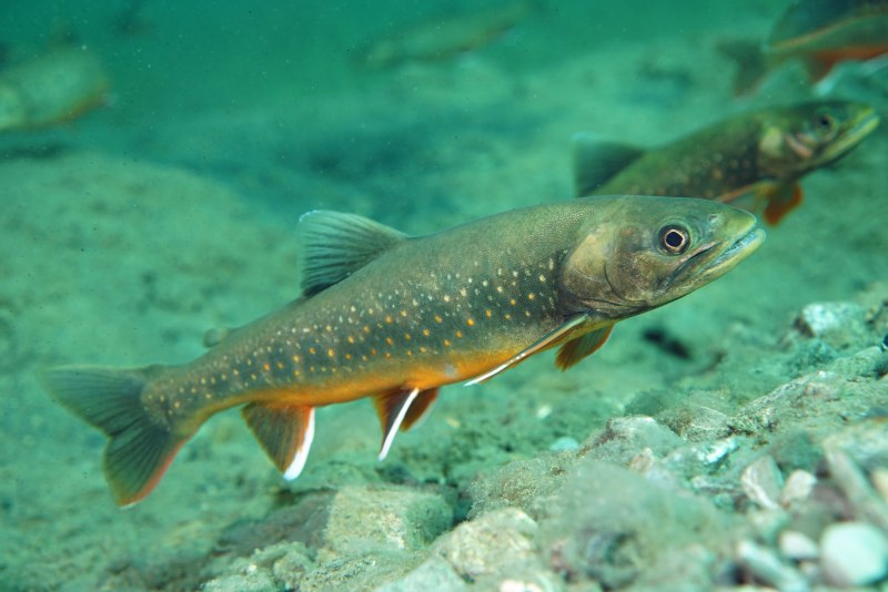 Арктический голец Salvelinus Alpinus