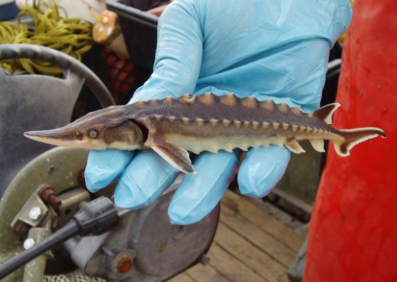 Рыба Atlantic Sturgeon
