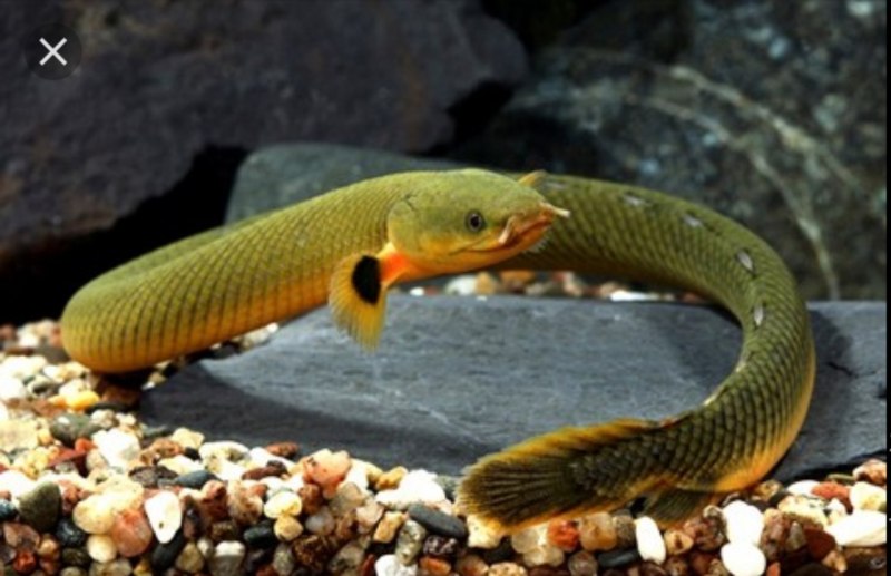Snakefish