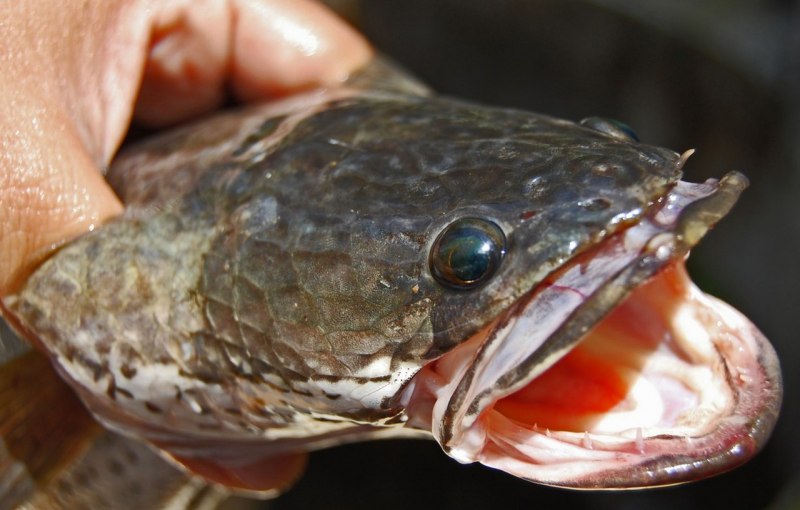 Channa pleurophthalma