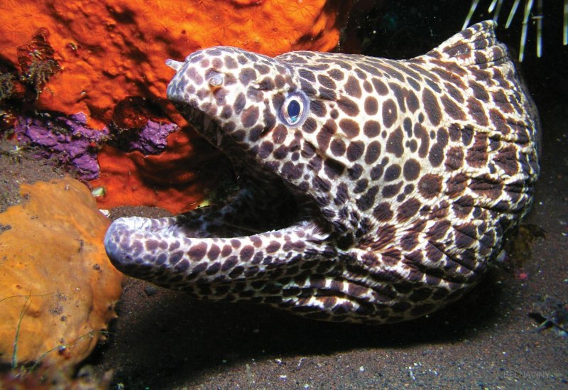 Морская змея Дюбуа