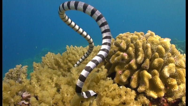 Aipysurus duboisii