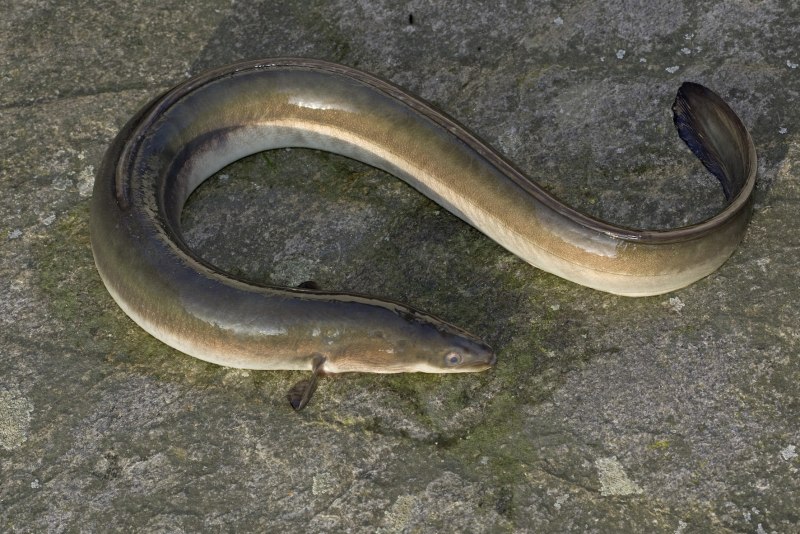 Hydrophis belcheri