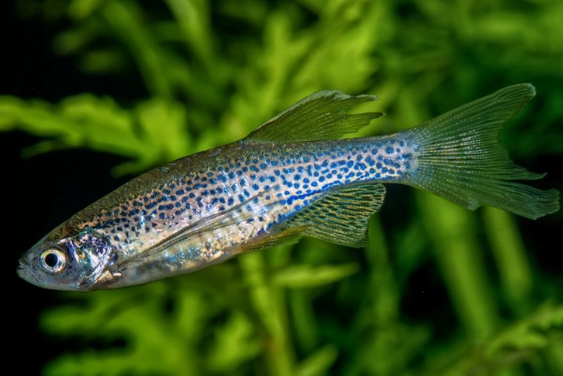 Глаз рыбы Danio rerio Графика