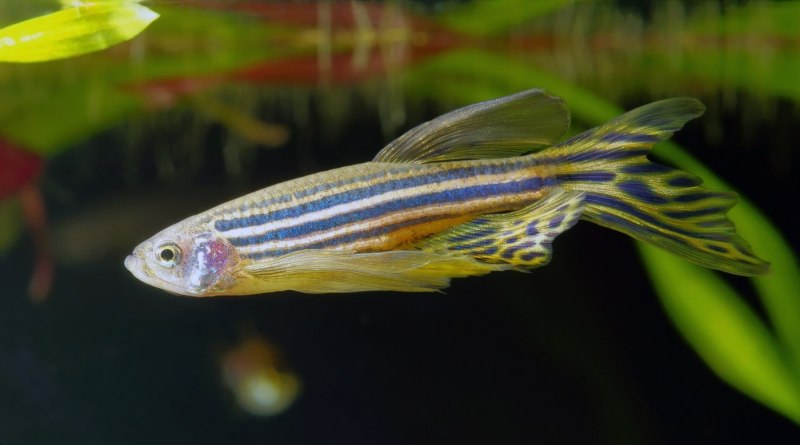 Danio kyathit