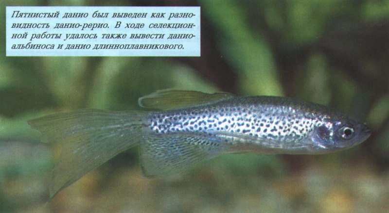 Трансгенные данио