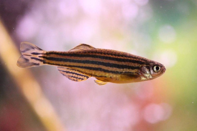 Danio rerio на белом фоне